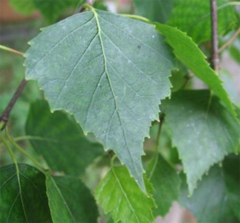 листья березы при лечении почечной гипертонии